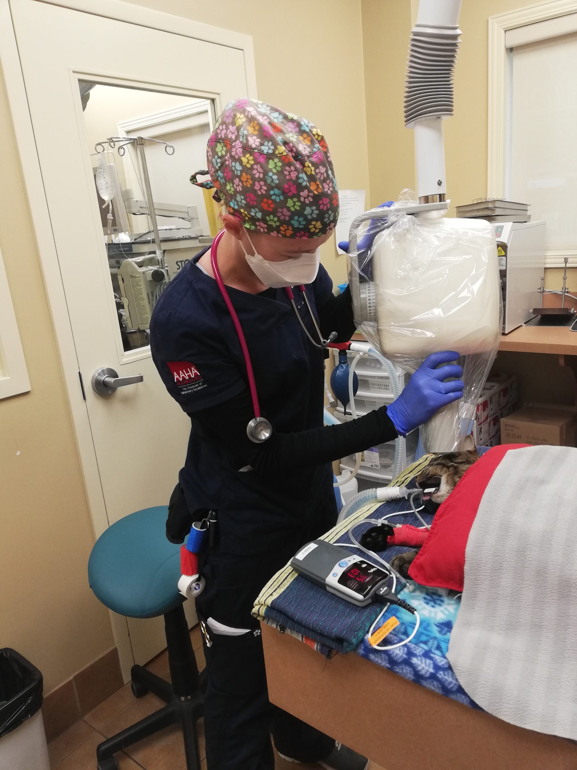 rvt-spotlight-of-the-month-september-2022-ontario-association-of-veterinary-technicians