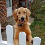 A golden retriever stands with its paws atop a white picket fence. There is part of a red brick house visible to the left of the dog and a grass yard to the right. The fence is along the bottom of the image.