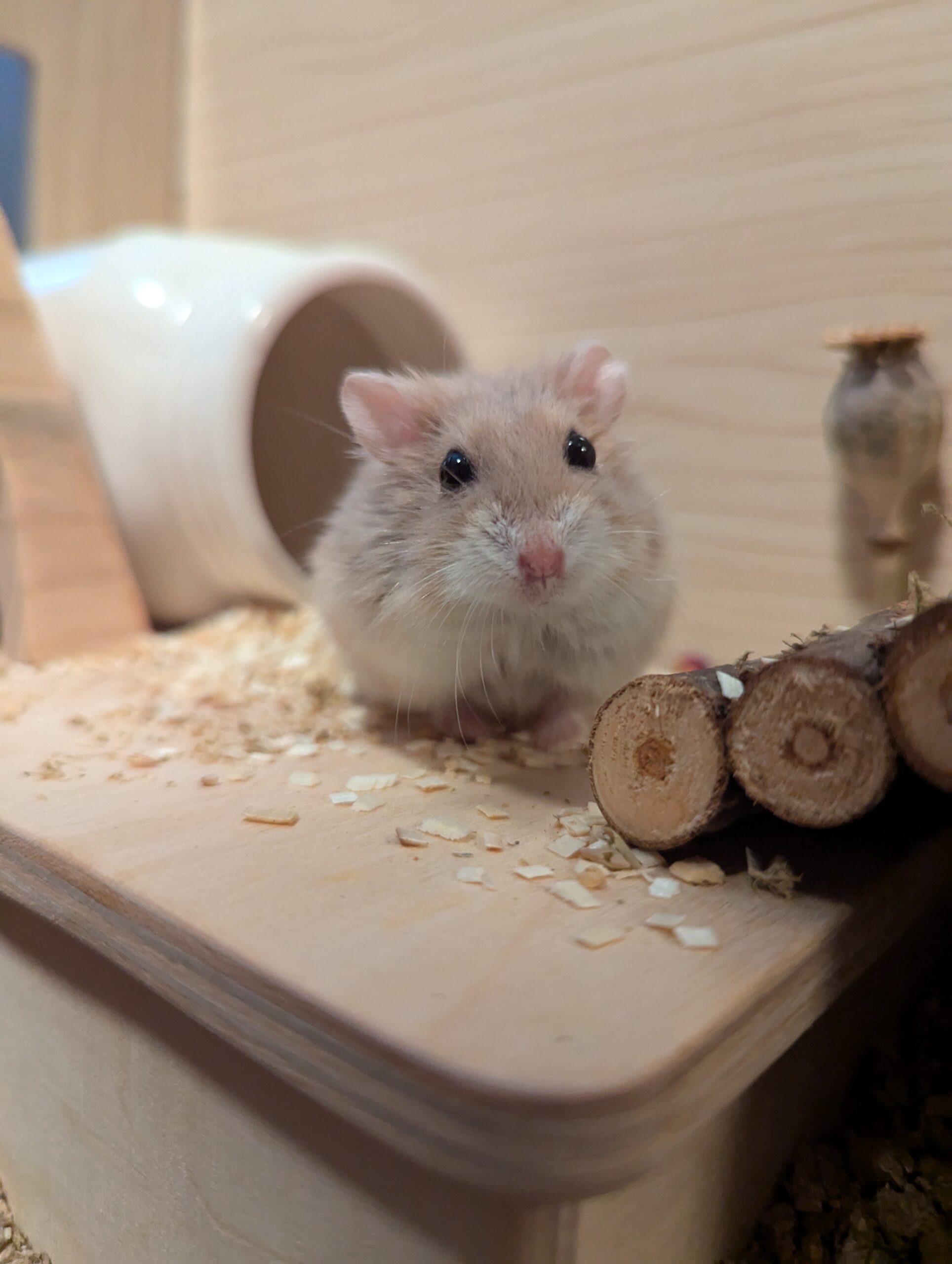 An RVT's dwarf hamster