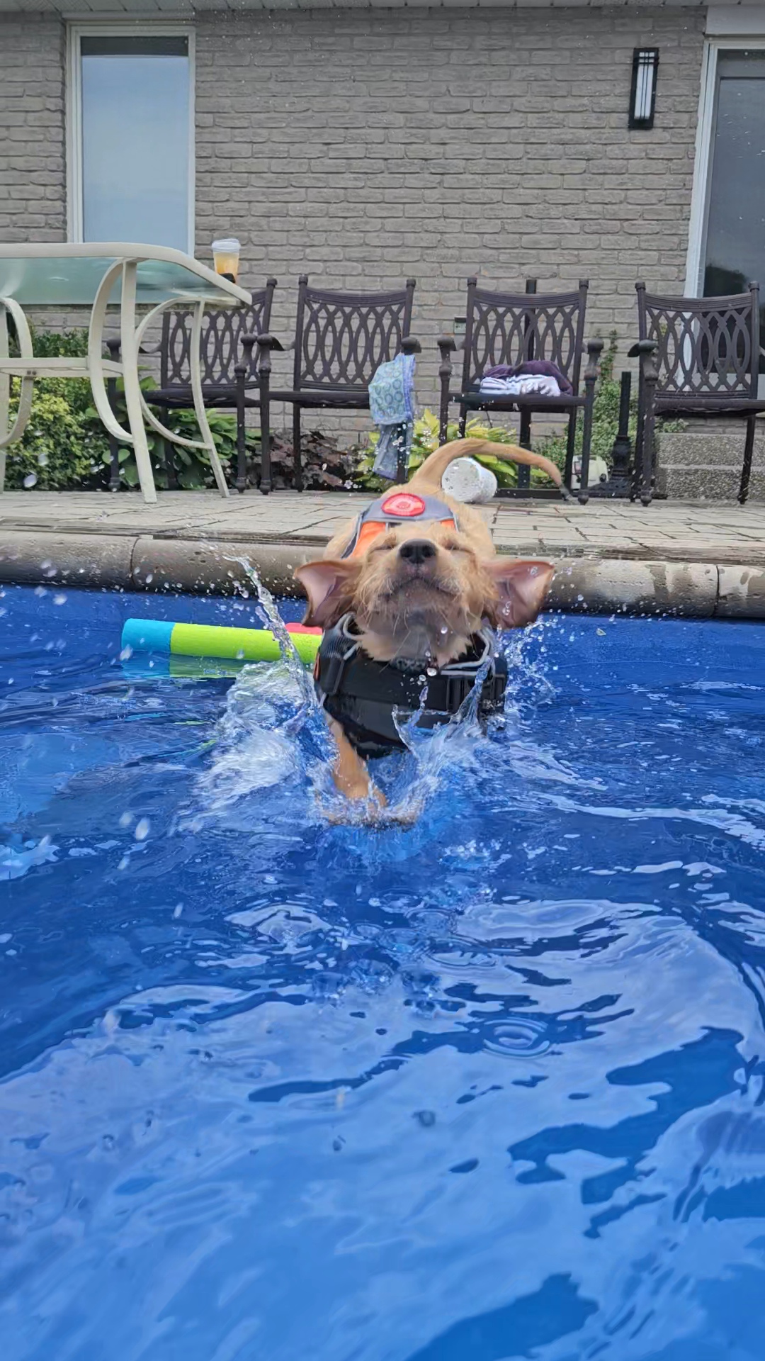An RVT's dog