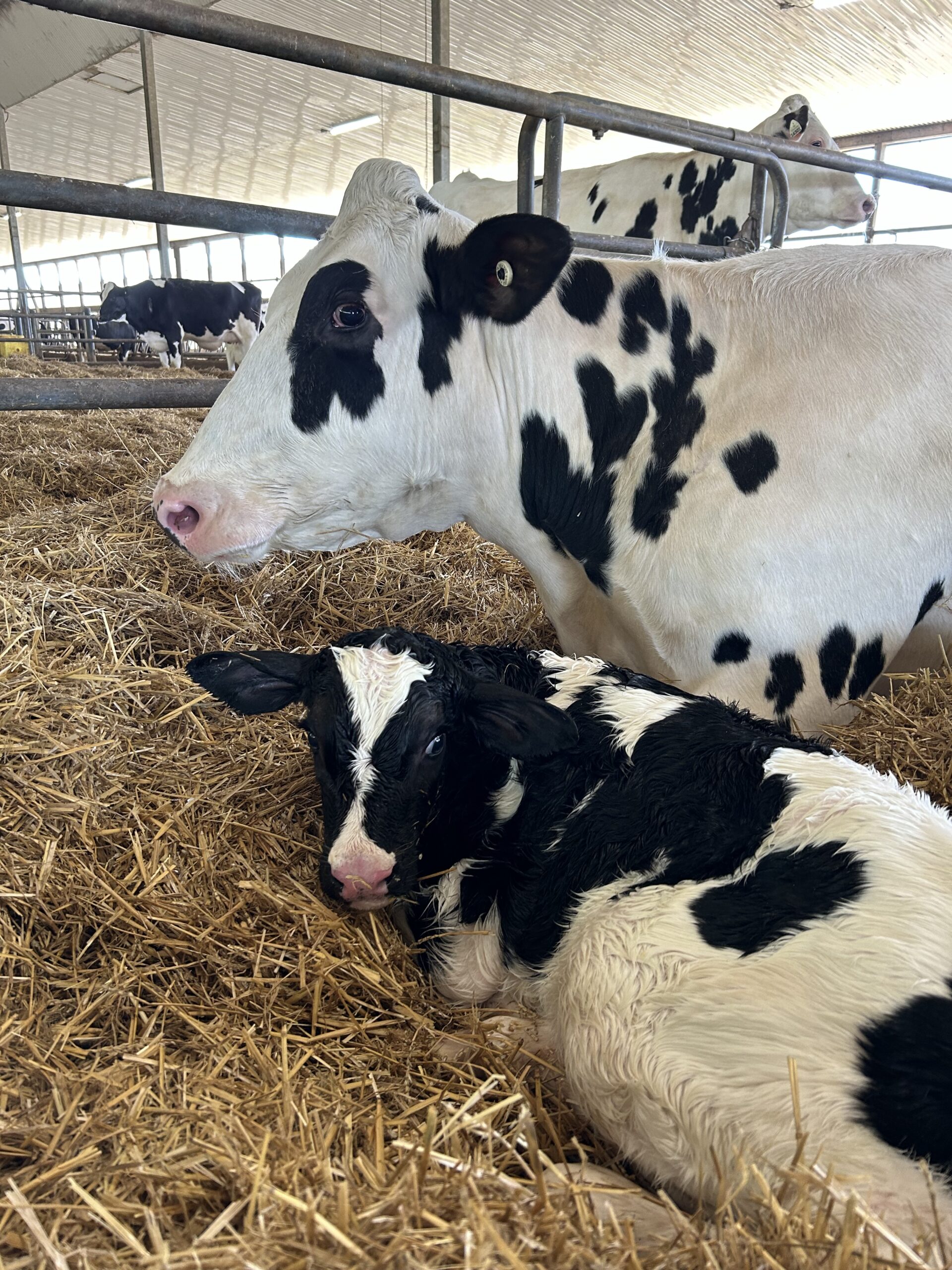 A cow and her calf