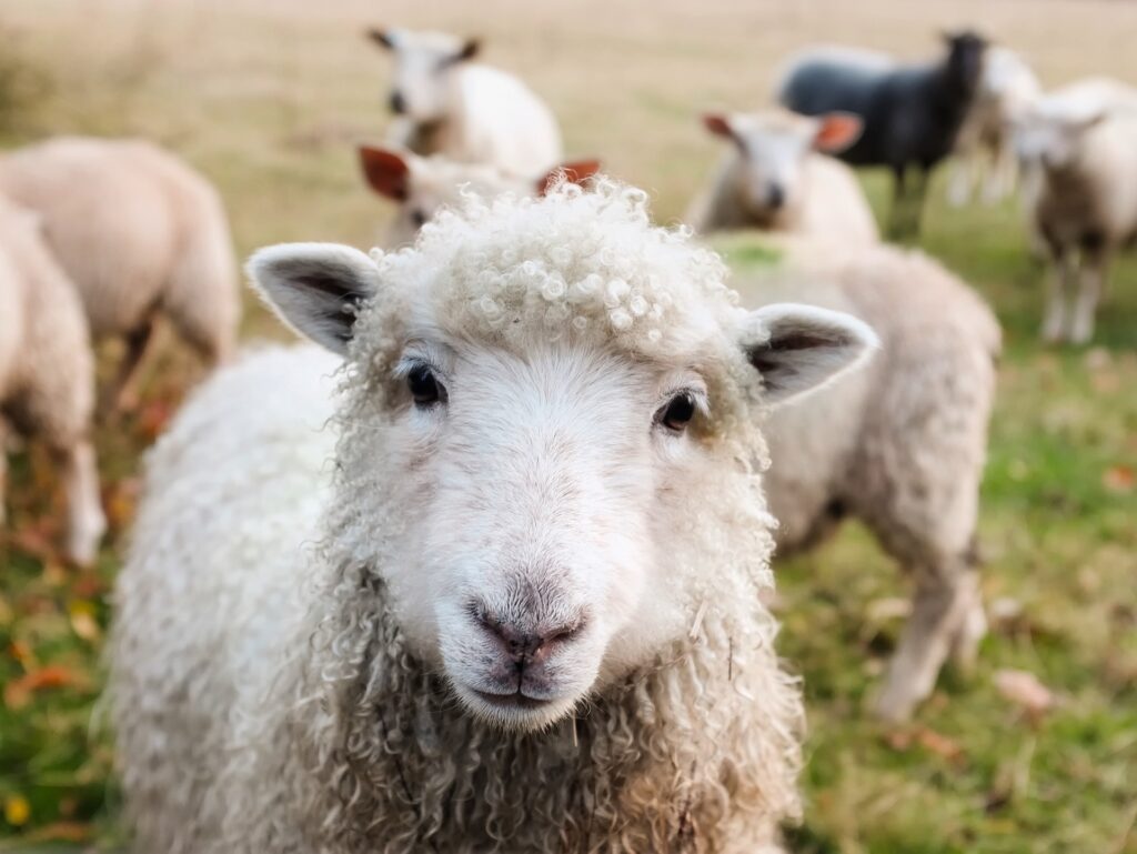 A sheep looks into the camera while other sheep graze in the background.