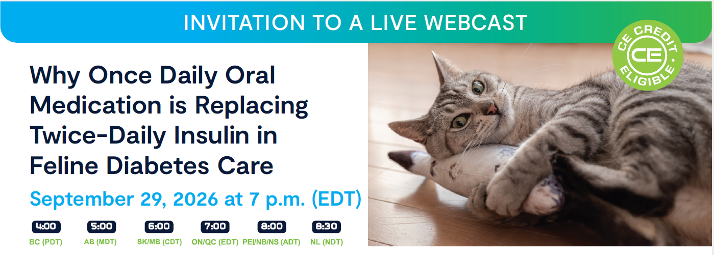 Why Once Daily Oral Medication is Replacing Twice-Daily Insulin in Feline Diabetes Care