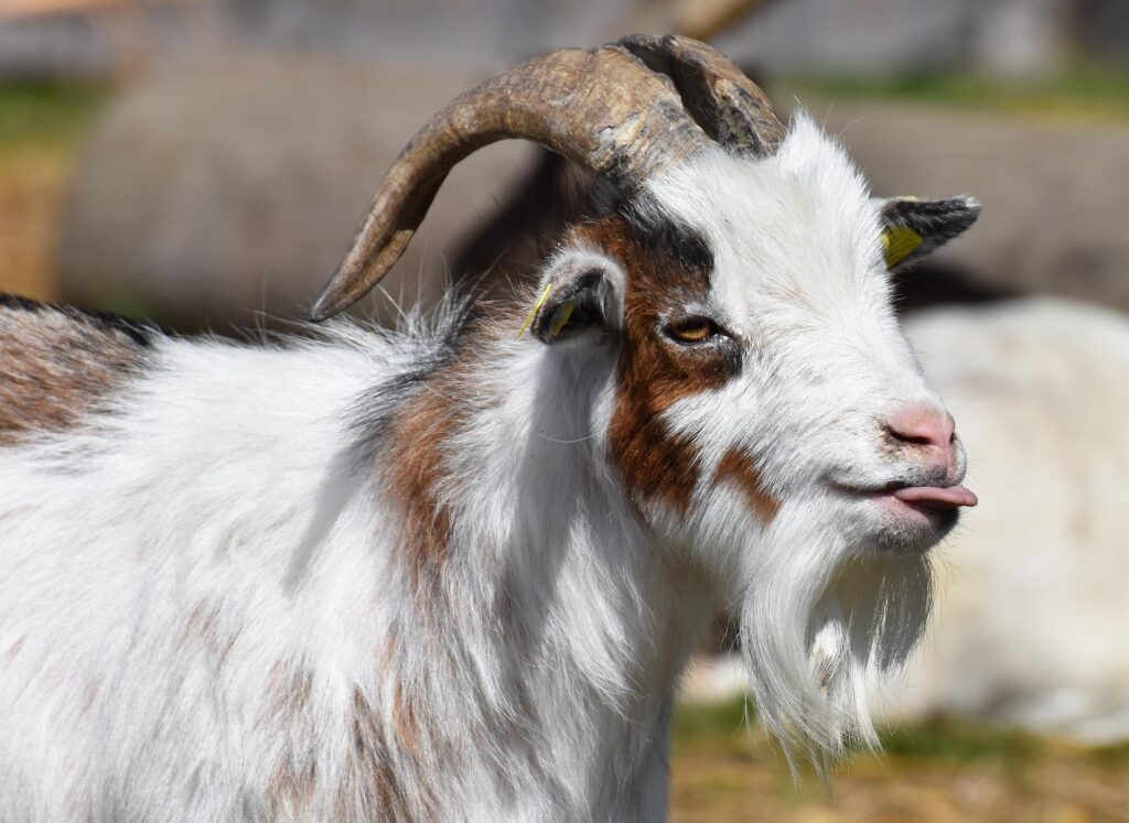 A young goat sticks out his tongue while looking to the right.