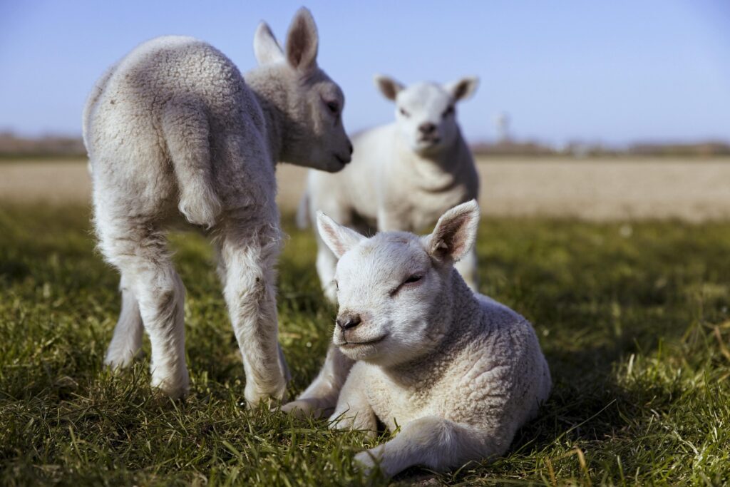 Three lambs lounging in the sun in a field.