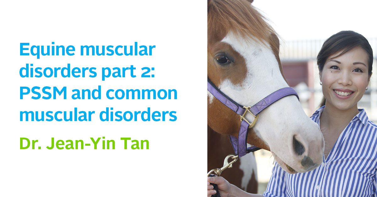 Equine muscular disorders part 2 PSSM and common muscular disorders