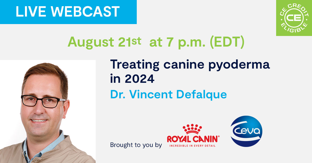 Treating canine pyoderma in 2024