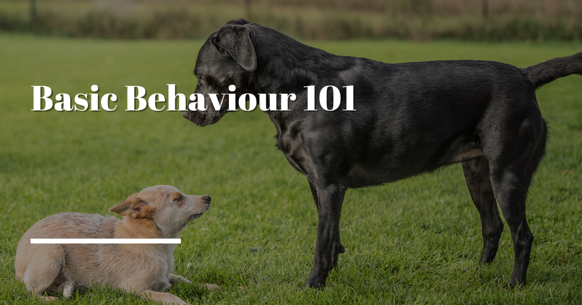 Canine Basic Behaviour 101 ONLINE — Ontario Association of Veterinary ...
