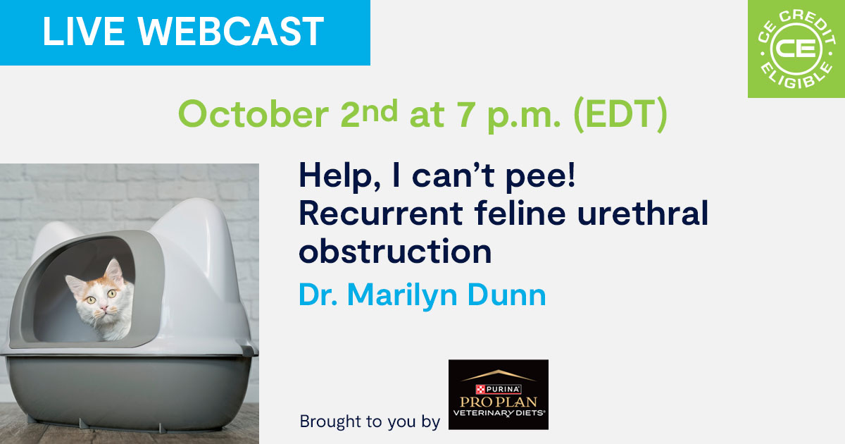 Help, I can’t pee! Recurrent feline urethral obstruction — Ontario ... - Feline Urethral Plug Symptoms