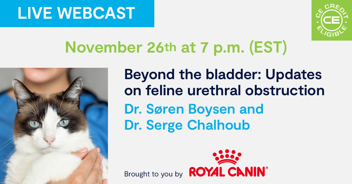 Beyond the bladder: Updates on feline urethral obstruction