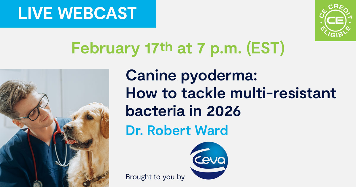 Canine pyoderma: How to tackle multi-resistant bacteria in 2026