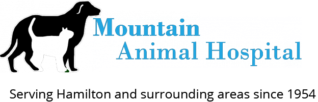 Mountain Animal Hospital