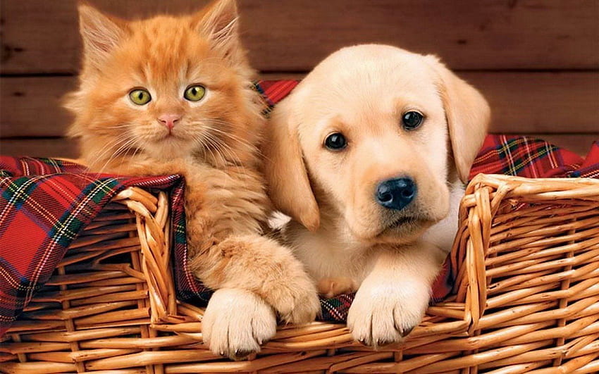 English Line Veterinary Services