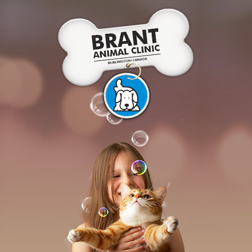 Brant Animal Clinic